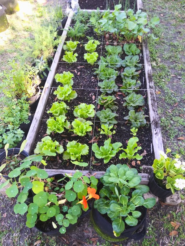 Growing a Garden to Save Money