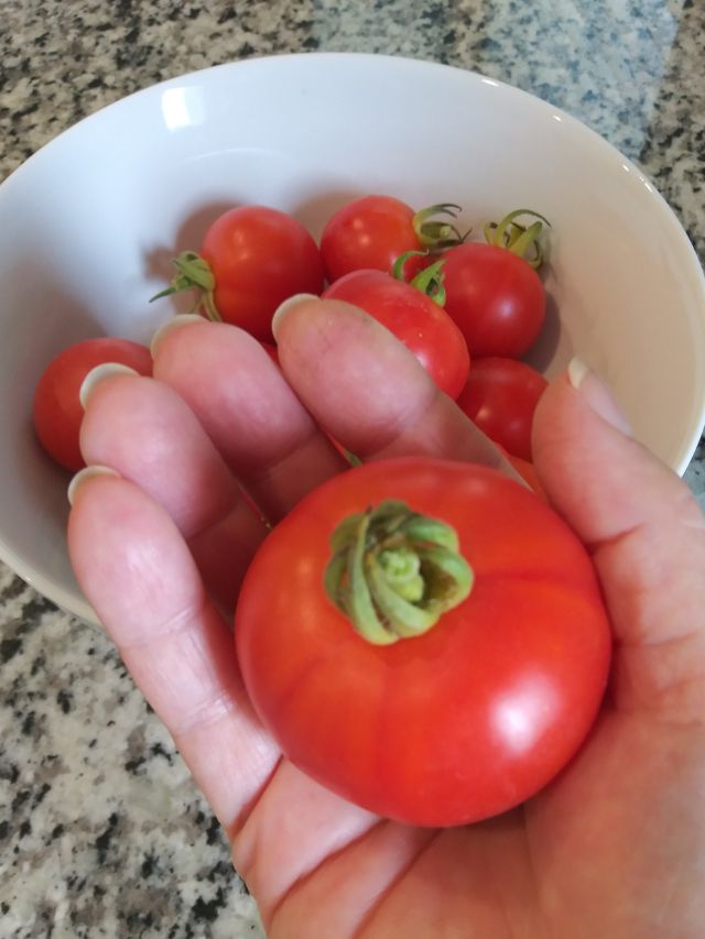 Growing a Garden
